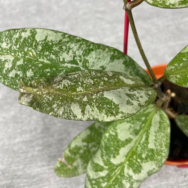 FS25-9 Hoya Kaikoeana High Splash