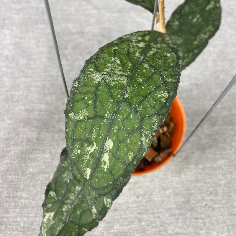 FS26-9 Hoya Clemensiorum Kemiri Gatot Kaca
