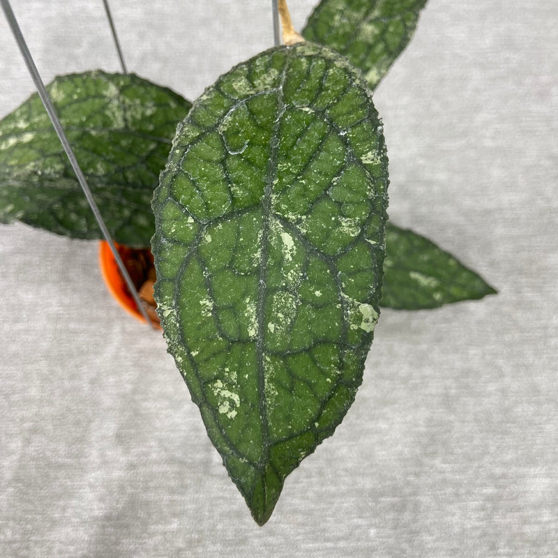 FS26-9 Hoya Clemensiorum Kemiri Gatot Kaca