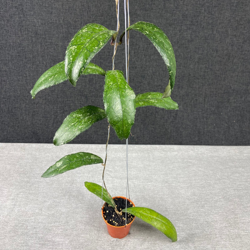 FS27-9 Hoya Clemensiorum MDF-05