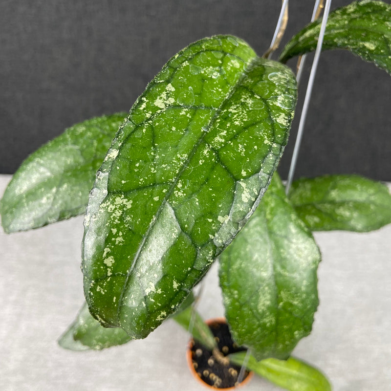 FS27-9 Hoya Clemensiorum MDF-05