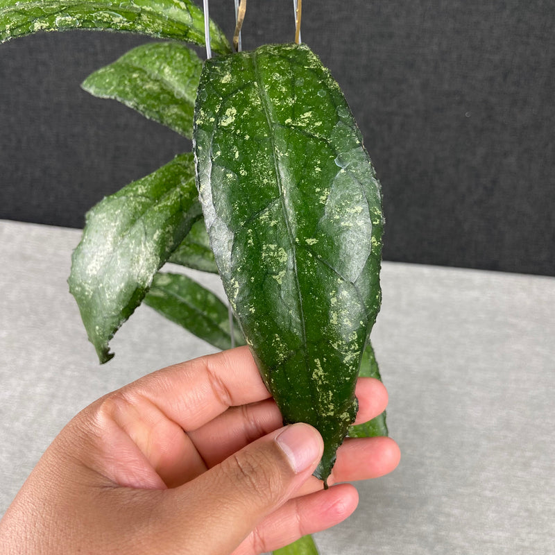 FS27-9 Hoya Clemensiorum MDF-05