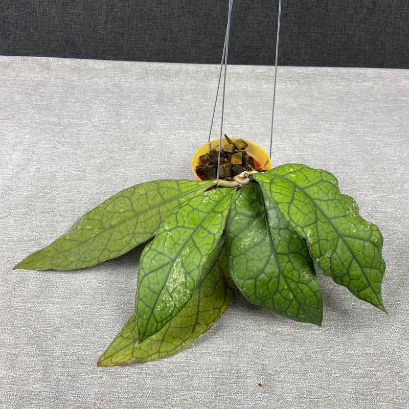 FS28-9 Hoya Clemensiorum Borneo