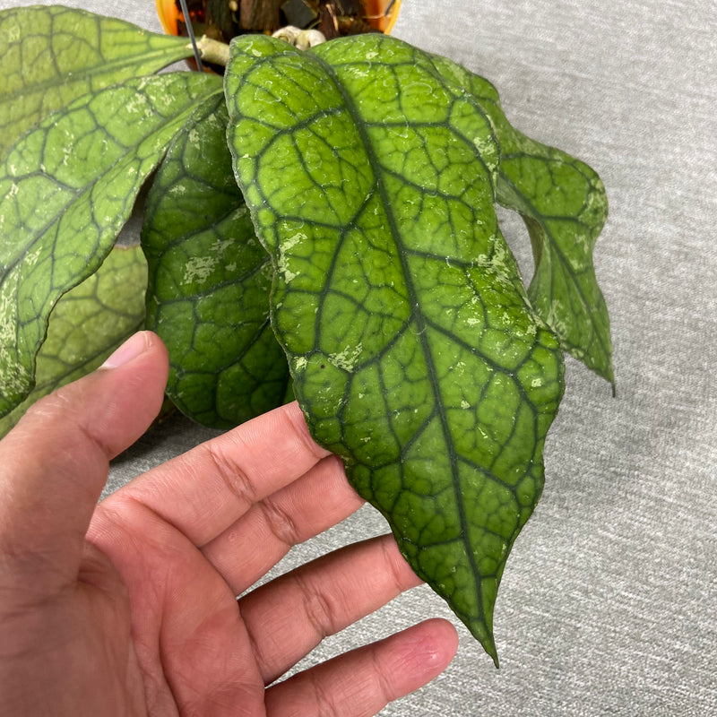 FS28-9 Hoya Clemensiorum Borneo