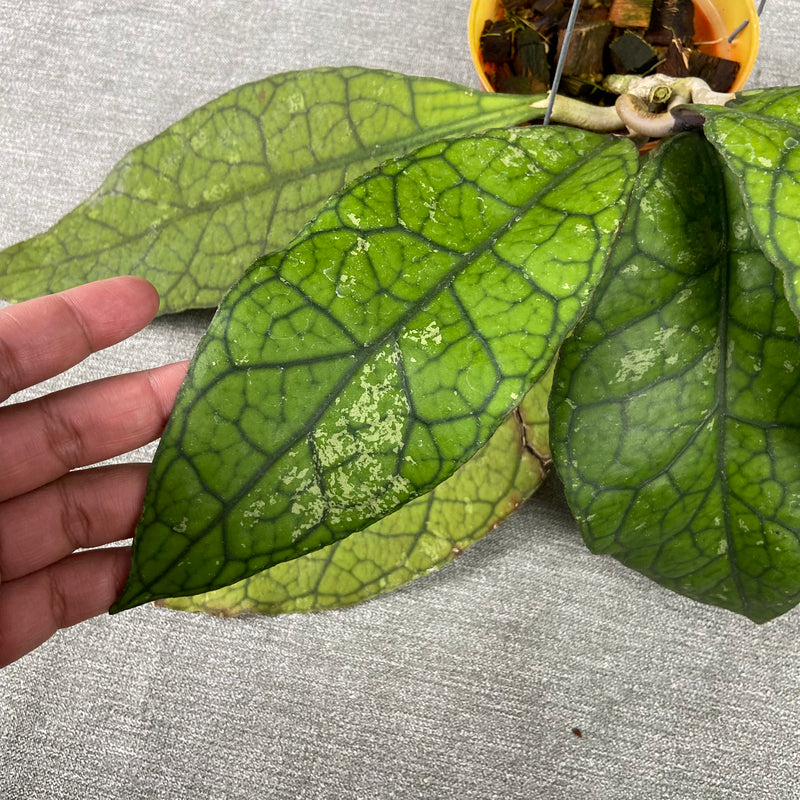 FS28-9 Hoya Clemensiorum Borneo