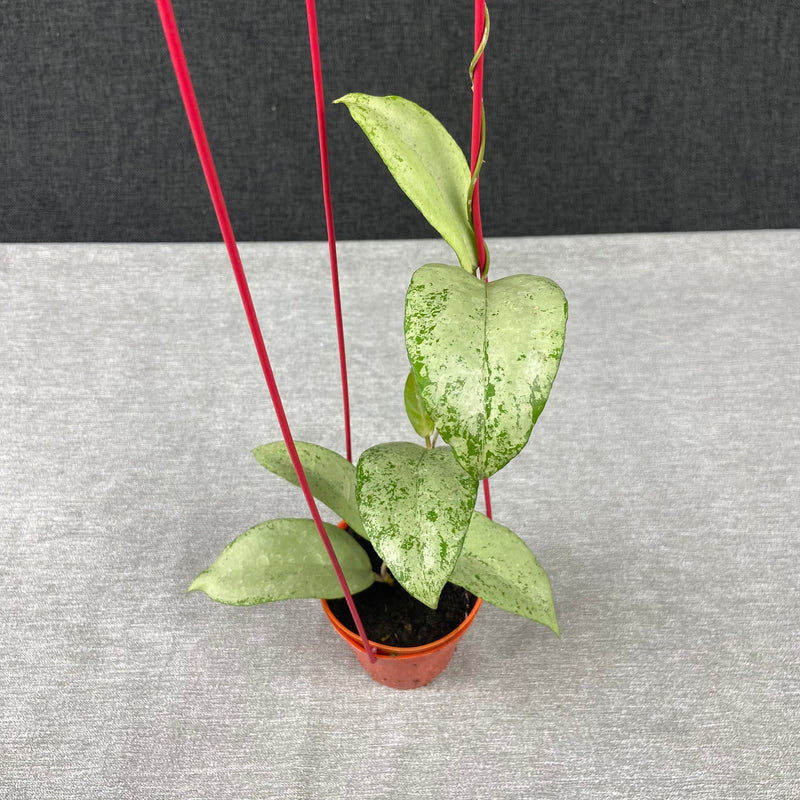 FS29-9 Hoya Emperor Silver
