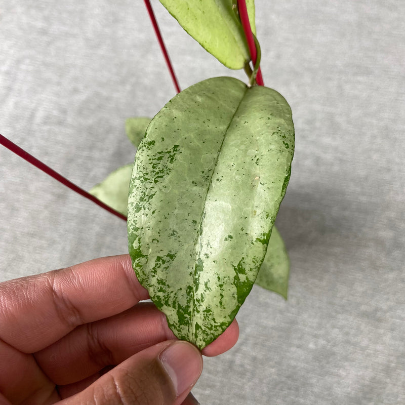 FS29-9 Hoya Emperor Silver