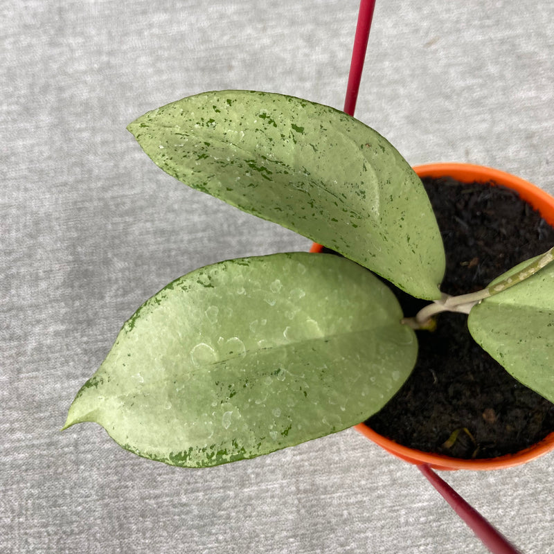 FS29-9 Hoya Emperor Silver
