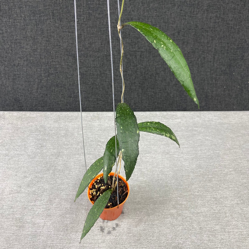 FS30-9 Hoya Clemensiorum Minigator