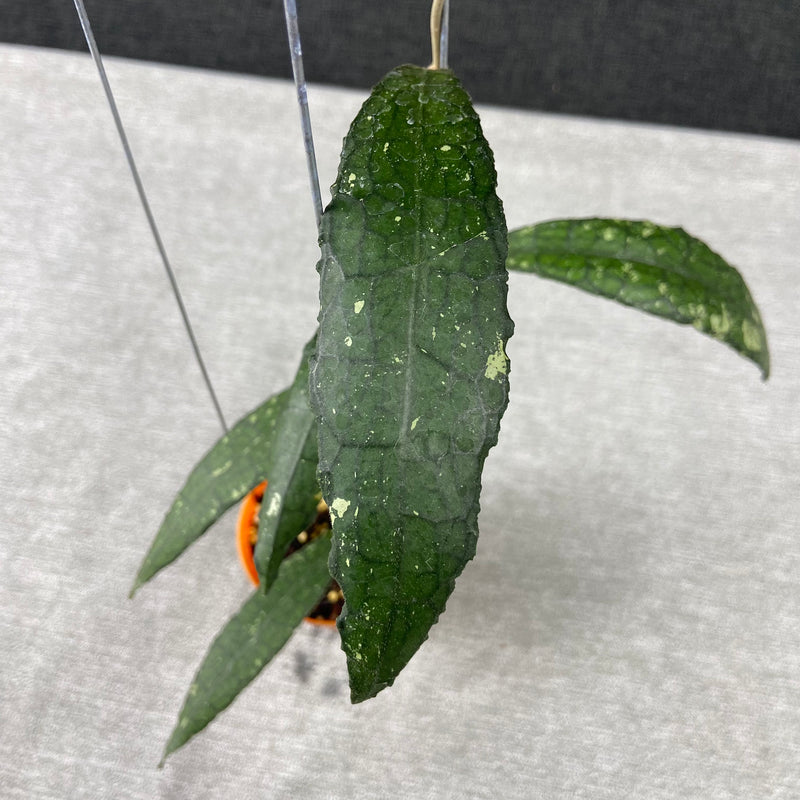 FS30-9 Hoya Clemensiorum Minigator