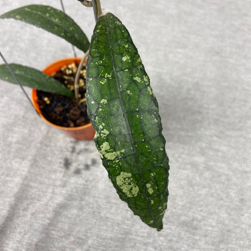 FS30-9 Hoya Clemensiorum Minigator