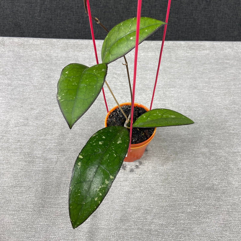 FS31-9 Hoya Clemensiorum x Vitellina