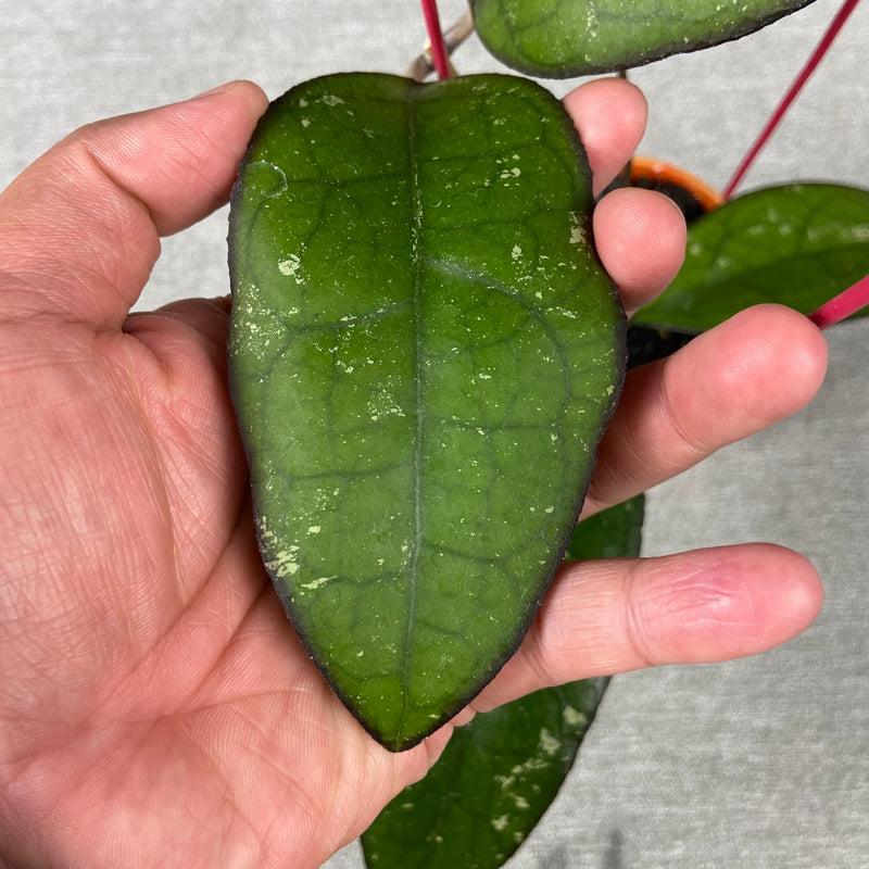 FS31-9 Hoya Clemensiorum x Vitellina