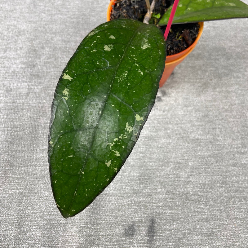 FS31-9 Hoya Clemensiorum x Vitellina