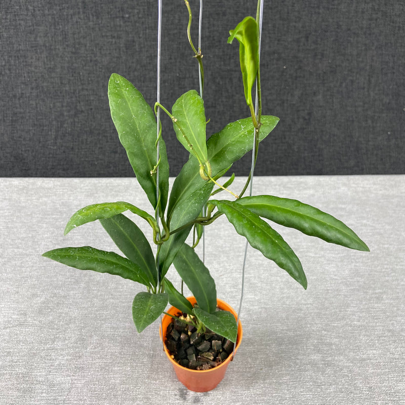 FS32-9 Hoya Pulchra