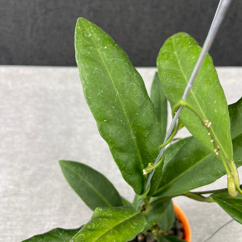 FS32-9 Hoya Pulchra