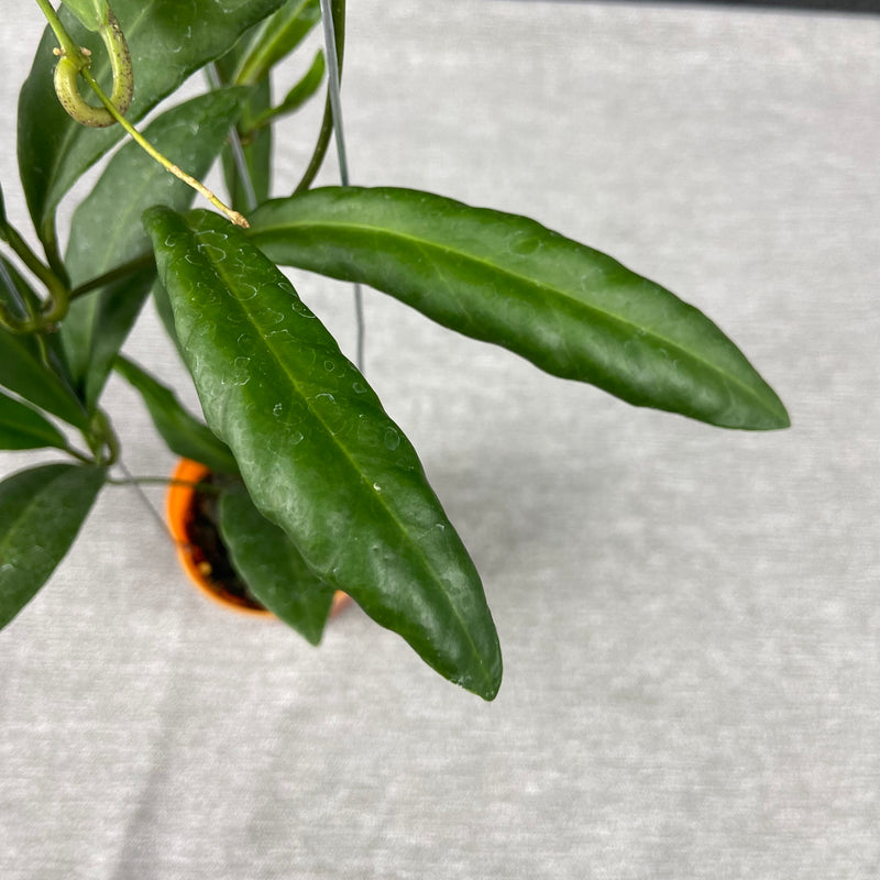 FS32-9 Hoya Pulchra