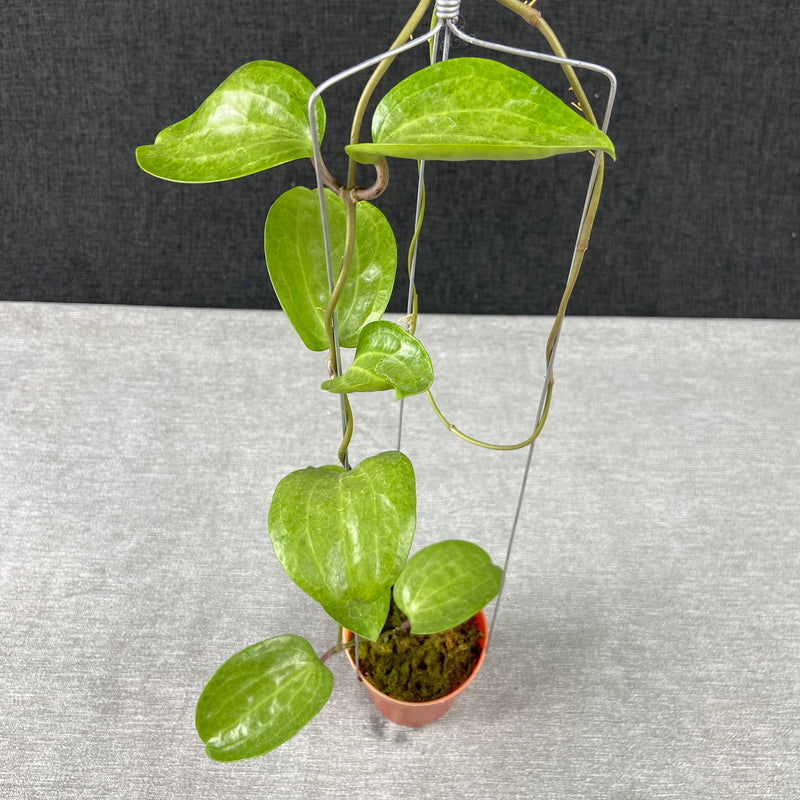 FS33-9 Hoya Latifolia Silver Filea