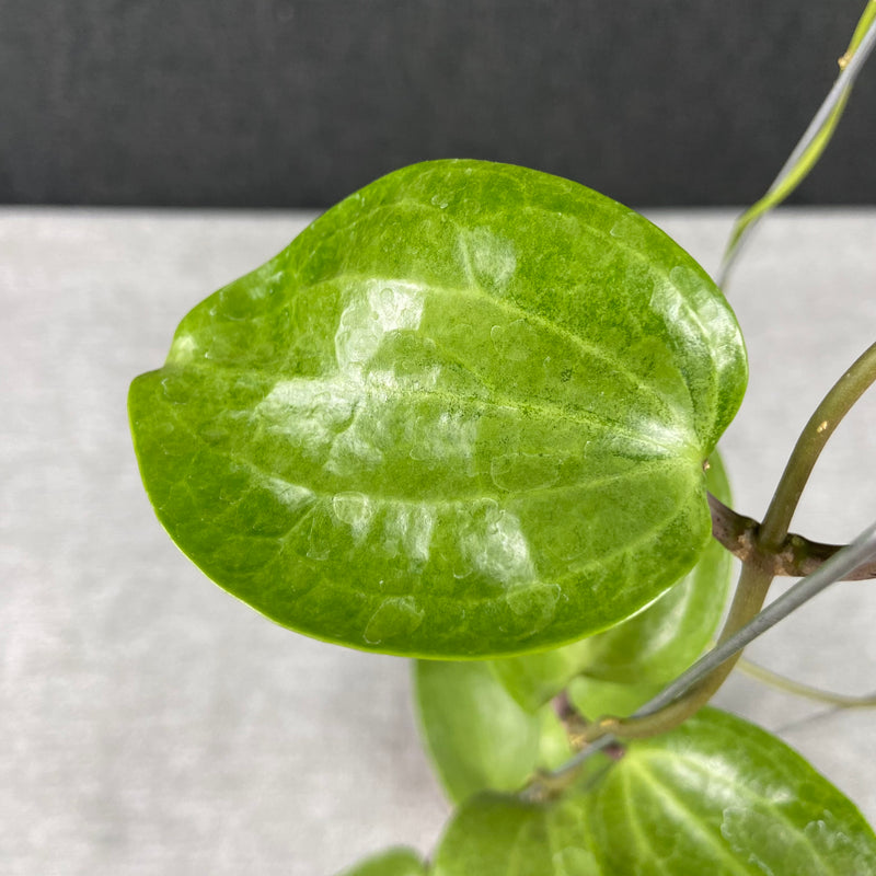 FS33-9 Hoya Latifolia Silver Filea