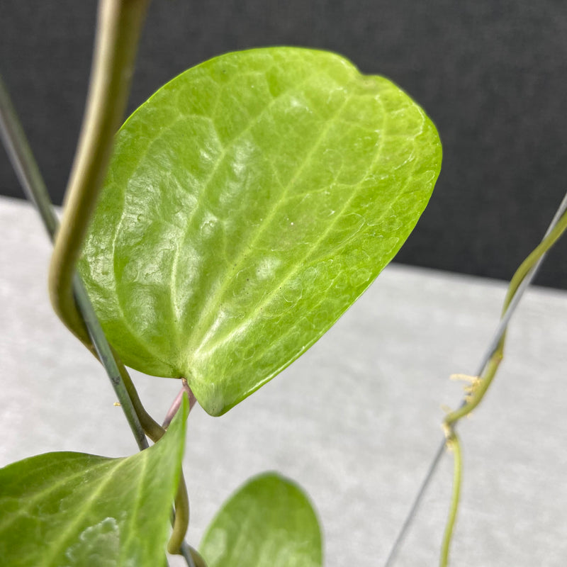 FS33-9 Hoya Latifolia Silver Filea