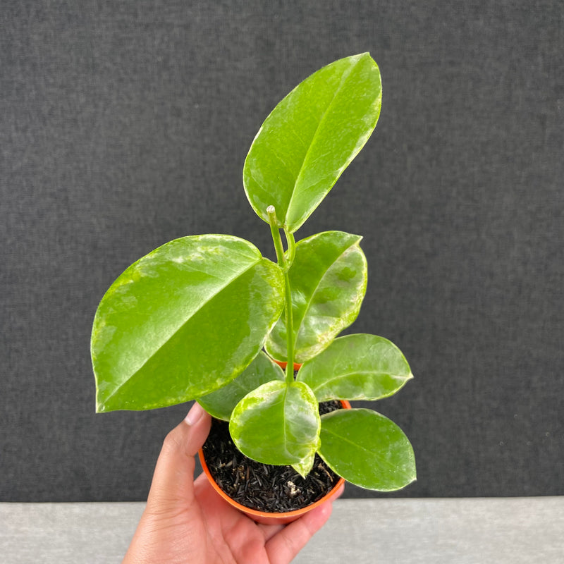 FS34-9 Hoya Australis Peridot