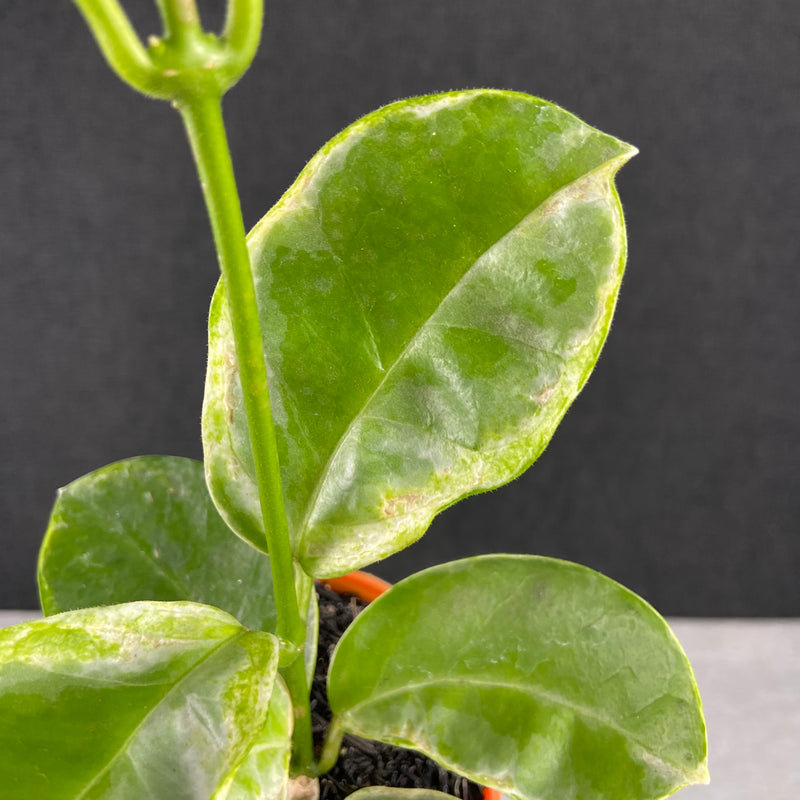 FS34-9 Hoya Australis Peridot