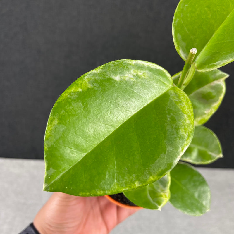 FS34-9 Hoya Australis Peridot