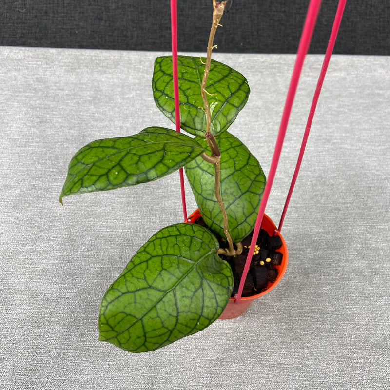 FS35-9 Hoya SP Tanggamus x Callistophylla