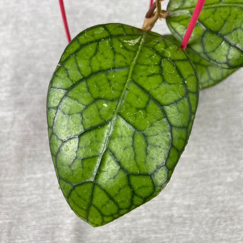 FS35-9 Hoya SP Tanggamus x Callistophylla