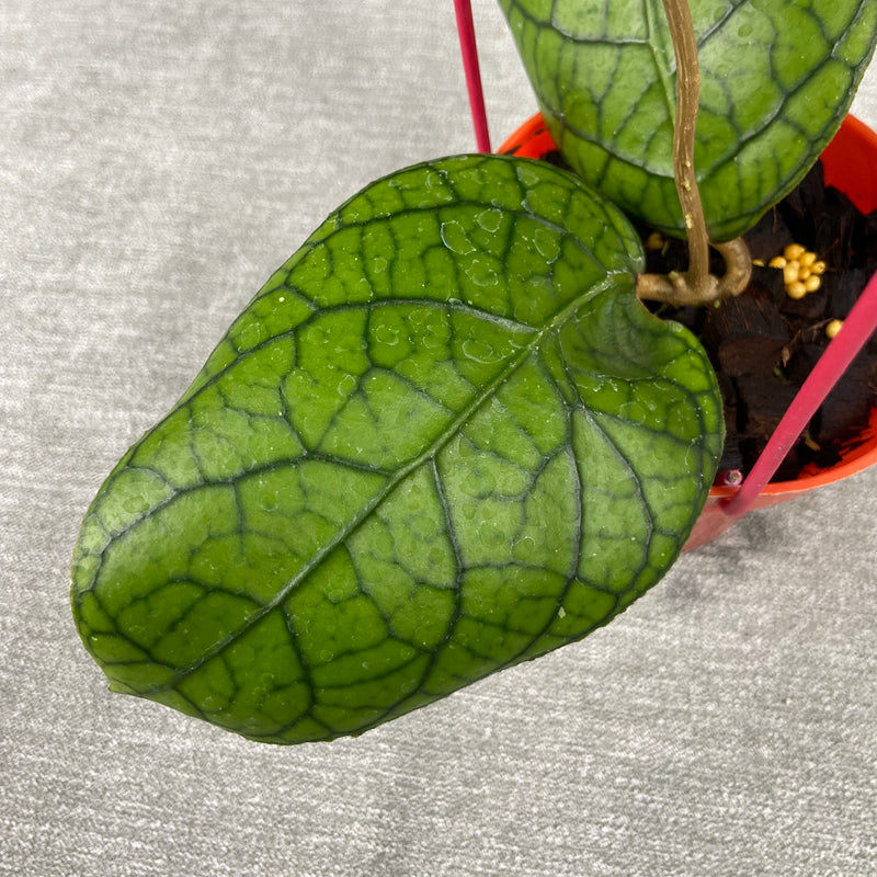 FS35-9 Hoya SP Tanggamus x Callistophylla