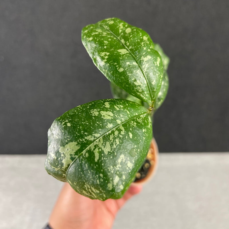 FS38-9 Hoya SP Garut High Splash