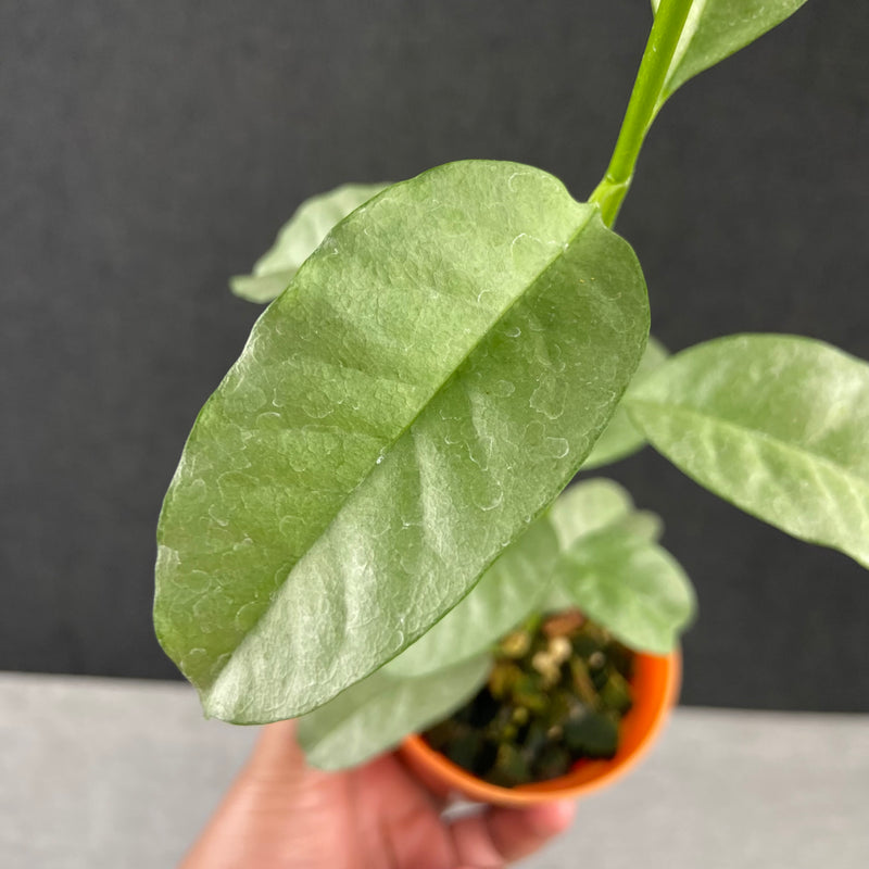 FS39-9 Hoya Multiflora Wonderphil