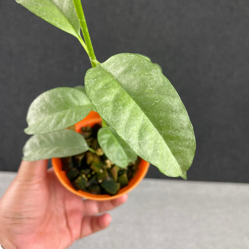 FS39-9 Hoya Multiflora Wonderphil