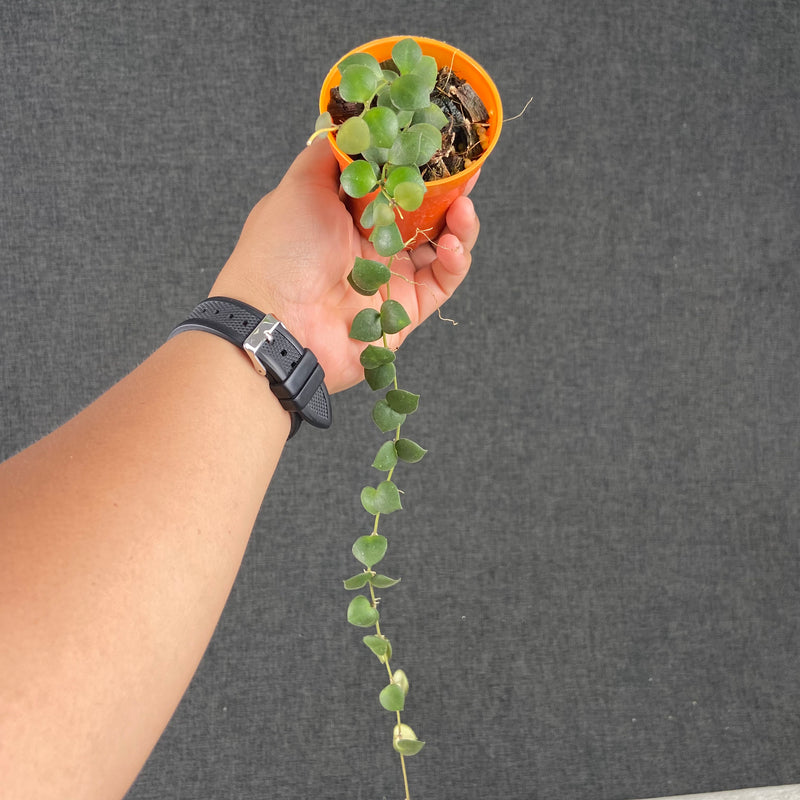 FS40-9 Hoya Boyceii Little Heart