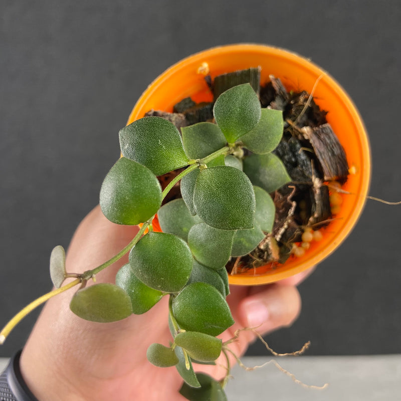 FS40-9 Hoya Boyceii Little Heart