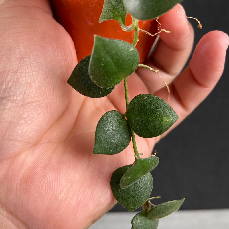 FS40-9 Hoya Boyceii Little Heart