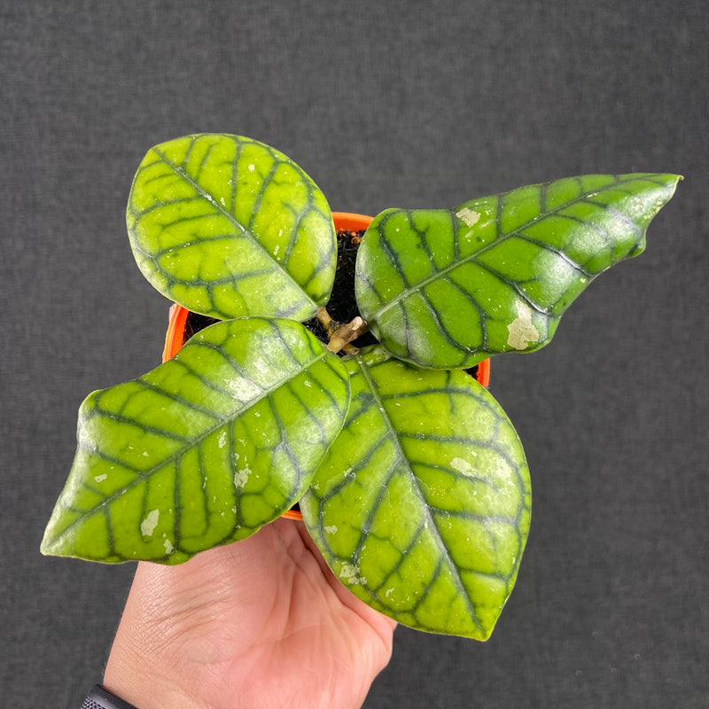 FS41-9 Hoya Callistophylla Chibi