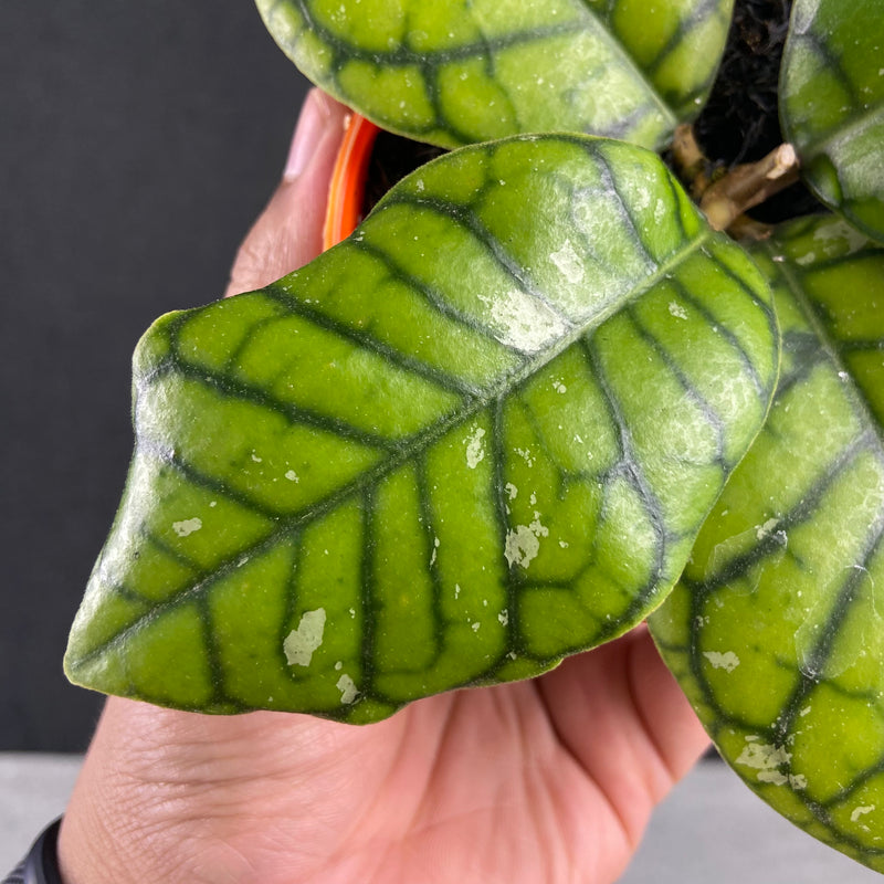 FS41-9 Hoya Callistophylla Chibi