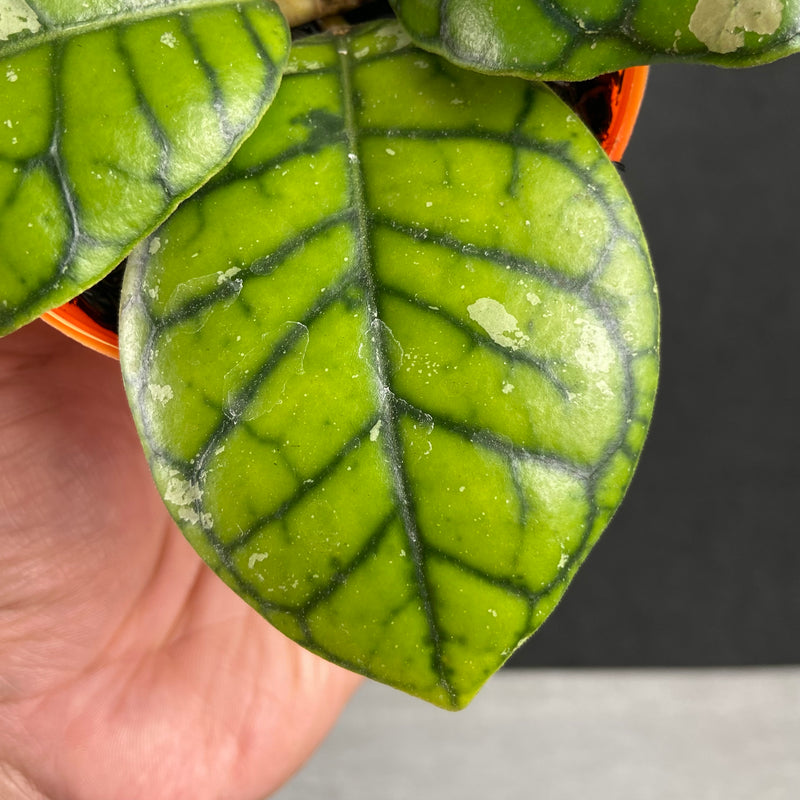 FS41-9 Hoya Callistophylla Chibi