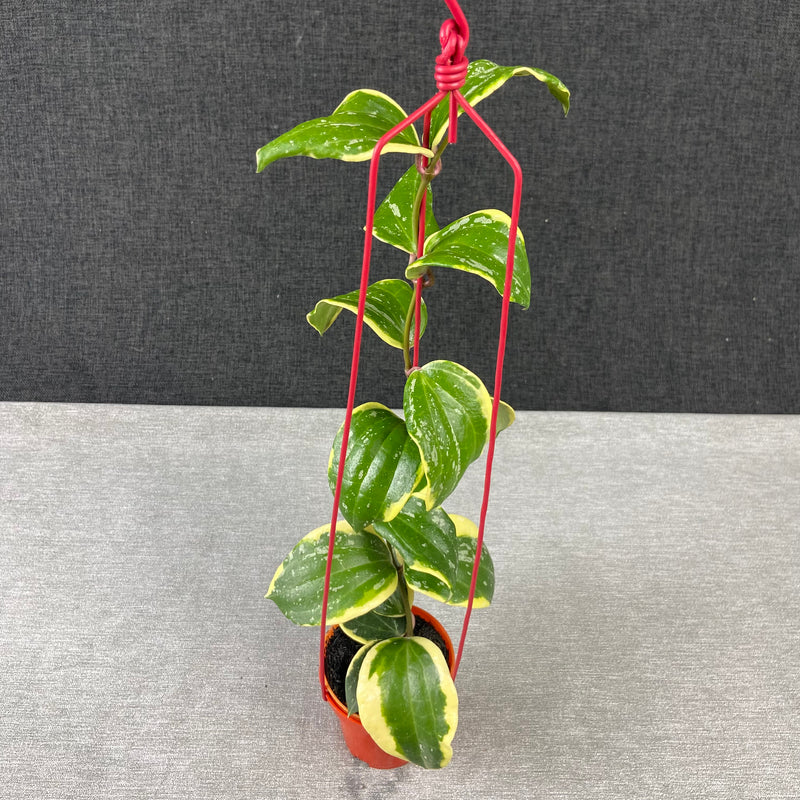 FS42-9 Hoya Latifolia Albomarginata Roundleaf Splash