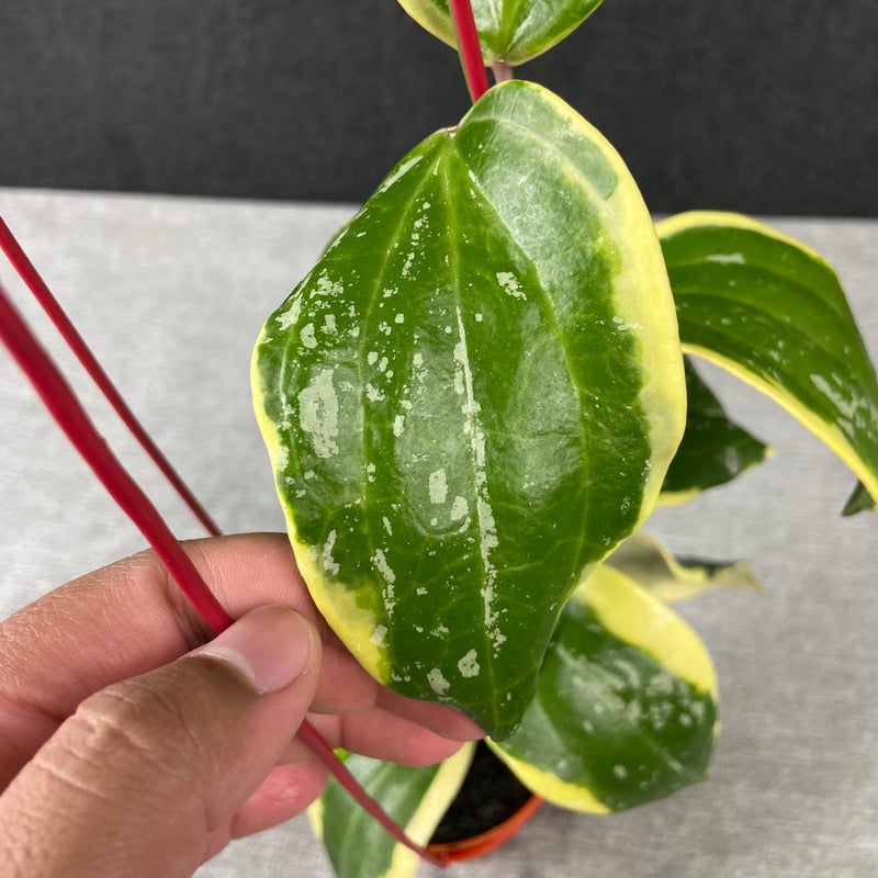 FS42-9 Hoya Latifolia Albomarginata Roundleaf Splash