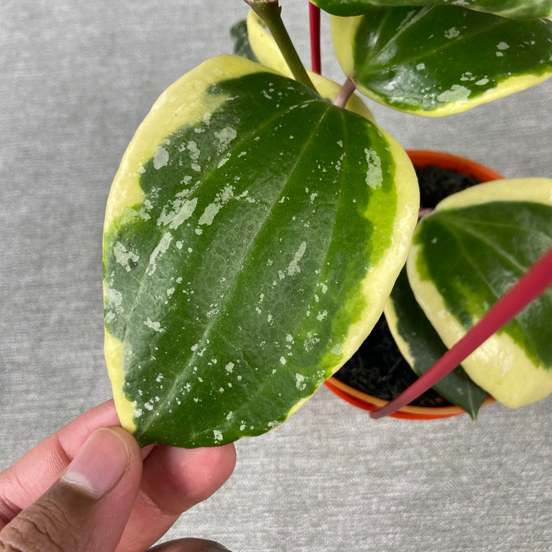 FS42-9 Hoya Latifolia Albomarginata Roundleaf Splash