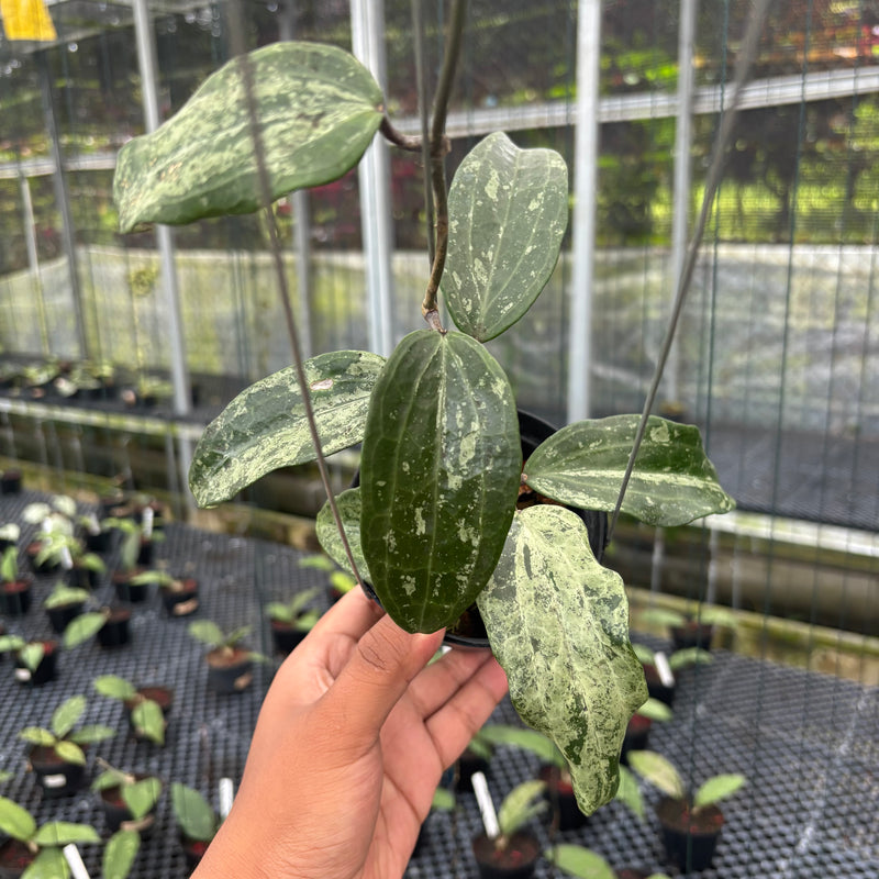 FS24-3 Hoya Macrophylla High Splash