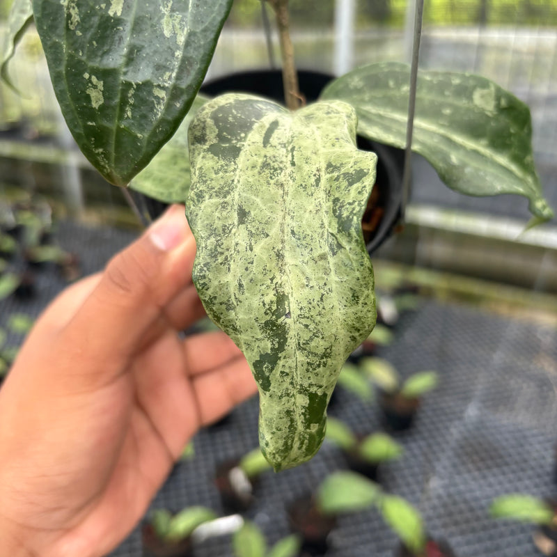 FS24-3 Hoya Macrophylla High Splash