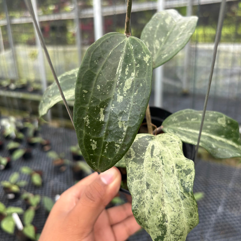 FS24-3 Hoya Macrophylla High Splash