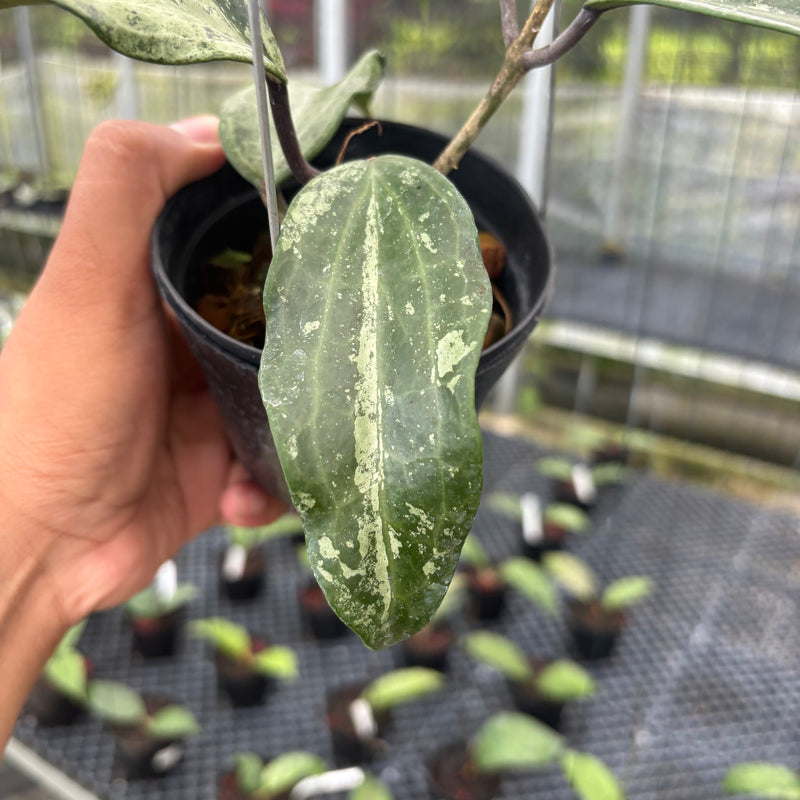 FS24-3 Hoya Macrophylla High Splash