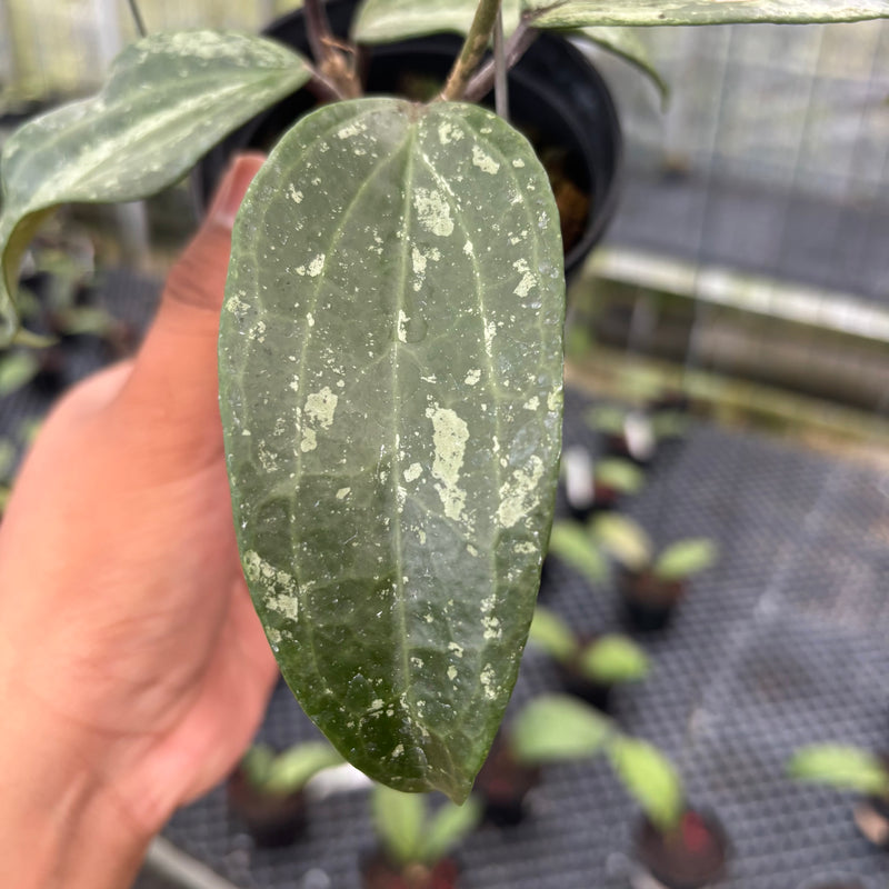 FS24-3 Hoya Macrophylla High Splash