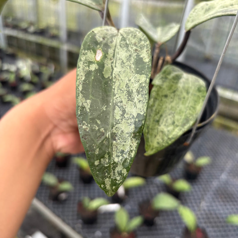 FS24-3 Hoya Macrophylla High Splash