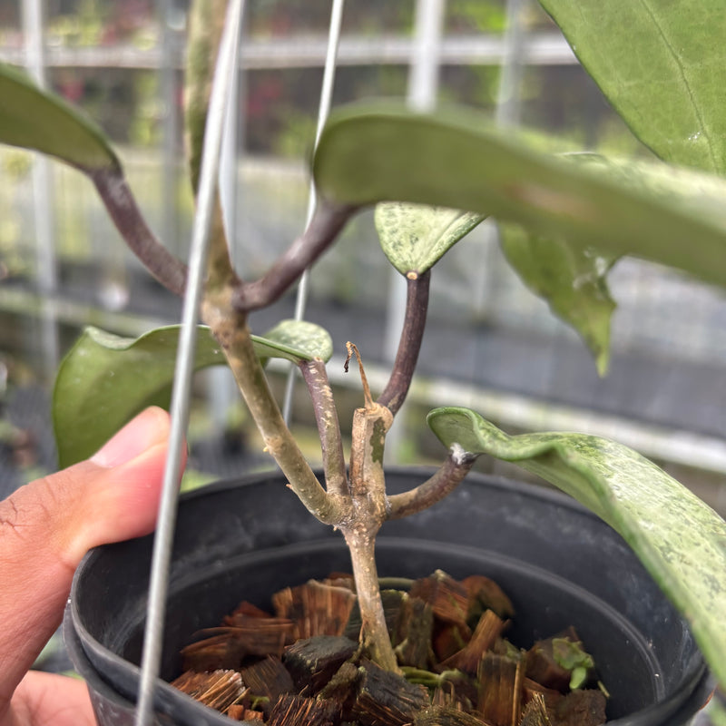 FS24-3 Hoya Macrophylla High Splash