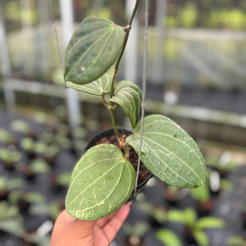 FS25-3 Hoya Latifolia Sarawak